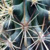 Sclerocactus _parviflorus ssp.parviflorus RP108 _08